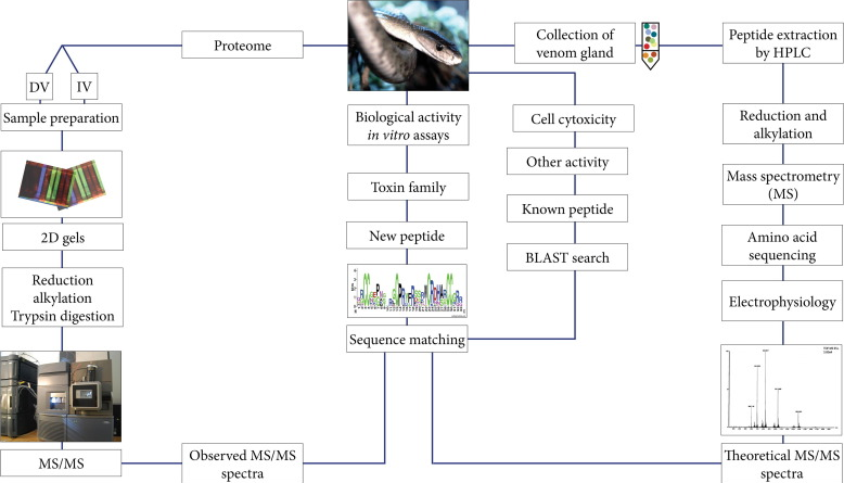 Fig. 2: A typical workflow for isolation and screening of peptides and ...
